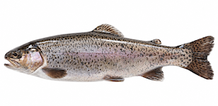 Forel
