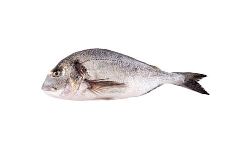 Dorade Corsica