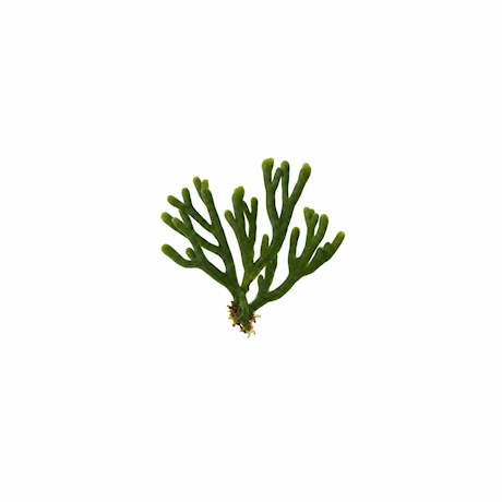 Codium