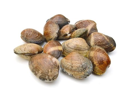 Clams vers