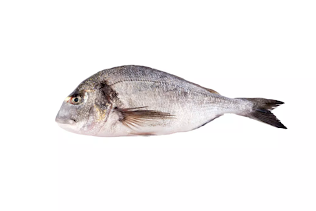 Dorade Turkije
