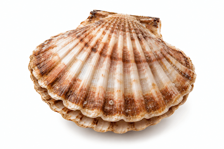 Coquilles Dieppe