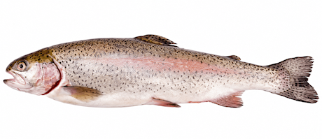 Zalmforel