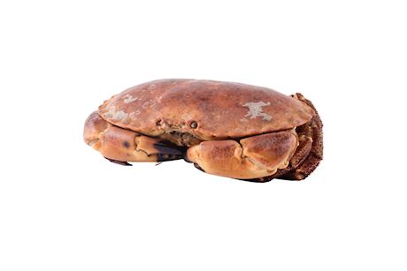 Noordzee krab
