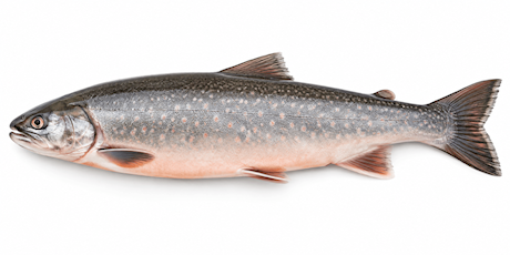 Arctic Char