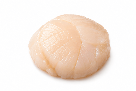 Coquillevlees Dieppe vers zonder koraal