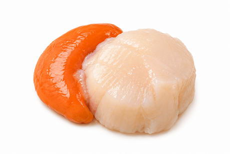 Coquillevlees Dieppe vers met koraal