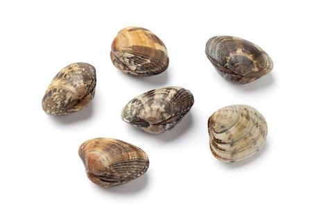 Vongole vers
